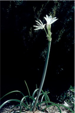 APII jpeg image of Crinum flaccidum  © contact APII