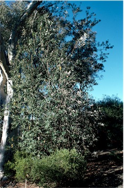 APII jpeg image of Banksia integrifolia subsp. integrifolia  © contact APII