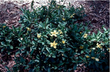 APII jpeg image of Hibbertia scandens  © contact APII