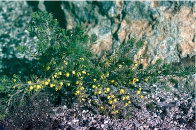 APII jpeg image of Boronia purdieana subsp. purdieana  © contact APII