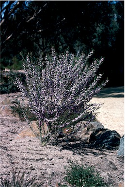 APII jpeg image of Hovea asperifolia subsp. asperifolia  © contact APII