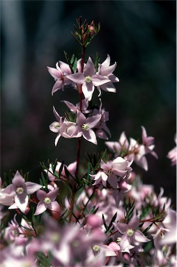 APII jpeg image of Boronia floribunda  © contact APII