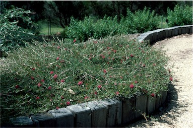 APII jpeg image of Grevillea confertifolia  © contact APII