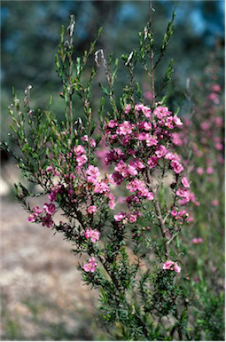 APII jpeg image of Kunzea affinis  © contact APII