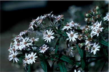 APII jpeg image of Olearia phlogoppapa var. phlogopappa  © contact APII