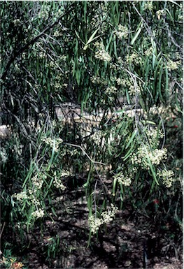 APII jpeg image of Geijera parviflora  © contact APII