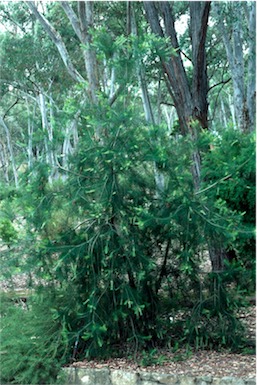 APII jpeg image of Persoonia linearis x pinifolia  © contact APII