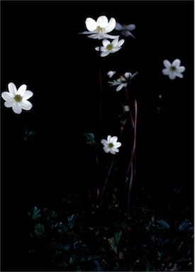 APII jpeg image of Anemone crassifolia  © contact APII