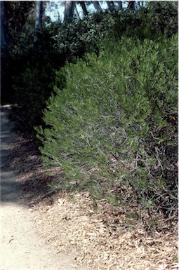 APII jpeg image of Eremophila deserti  © contact APII