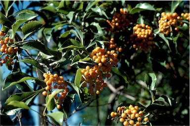 APII jpeg image of Auranticarpa rhombifolia  © contact APII