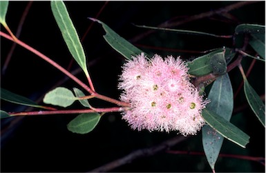 APII jpeg image of Eucalyptus albopurpurea  © contact APII