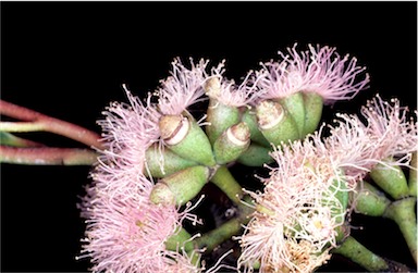 APII jpeg image of Eucalyptus albopurpurea  © contact APII