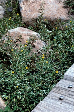 APII jpeg image of Ludwigia peploides subsp. montevidensis  © contact APII