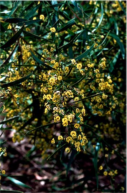 APII jpeg image of Daviesia arborea  © contact APII