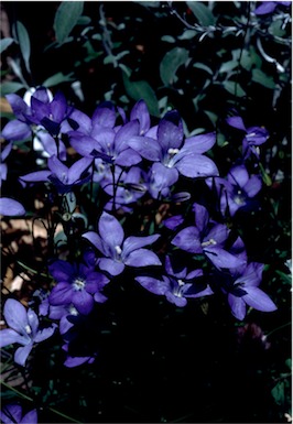 APII jpeg image of Wahlenbergia gloriosa  © contact APII