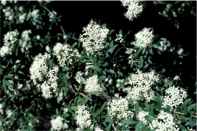APII jpeg image of Acradenia frankliniae  © contact APII