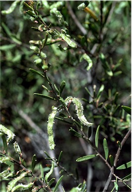 APII jpeg image of Acacia montana  © contact APII