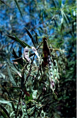 APII jpeg image of Acacia saliciformis  © contact APII