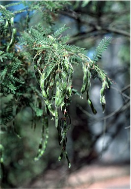 APII jpeg image of Acacia cardiophylla  © contact APII