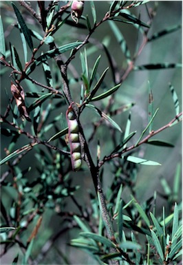 APII jpeg image of Acacia siculiformis  © contact APII