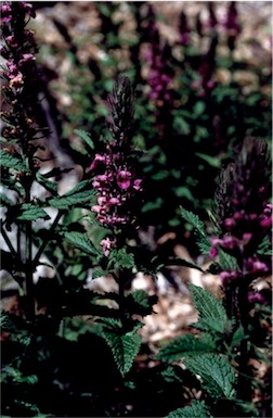 APII jpeg image of Teucrium argutum  © contact APII