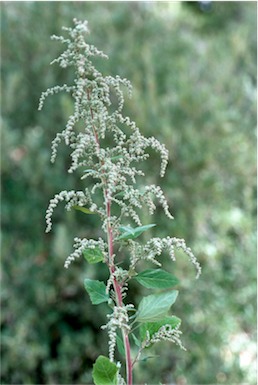 APII jpeg image of Chenopodium album  © contact APII