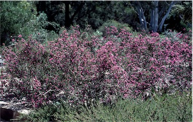 APII jpeg image of Melaleuca spathulata  © contact APII