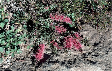 APII jpeg image of Hakea myrtoides  © contact APII