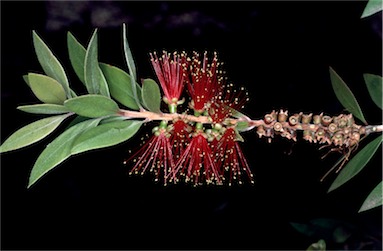 APII jpeg image of Callistemon polandii  © contact APII