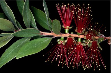 APII jpeg image of Callistemon polandii  © contact APII