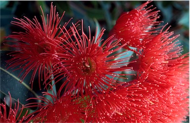 APII jpeg image of Corymbia ficifolia  © contact APII