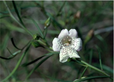 APII jpeg image of Eremophila bignoniiflora x polyclada  © contact APII