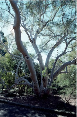 APII jpeg image of Eucalyptus mannifera  © contact APII