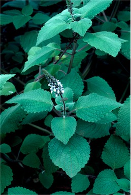 APII jpeg image of Plectranthus graveolens  © contact APII