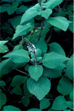 APII jpeg image of Plectranthus graveolens  © contact APII