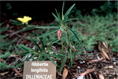 APII jpeg image of Hibbertia longifolia  © contact APII