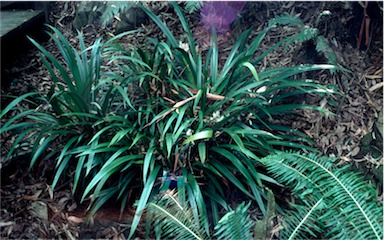 APII jpeg image of Helmholtzia acorifolia  © contact APII