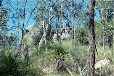 APII jpeg image of Eucalyptus exserta,<br/>Eucalyptus acmenoides,<br/>Xanthorrhoea,<br/>Daviesia filipes subsp. filipes  © contact APII