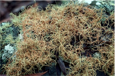 APII jpeg image of Usnea rubicunda  © contact APII