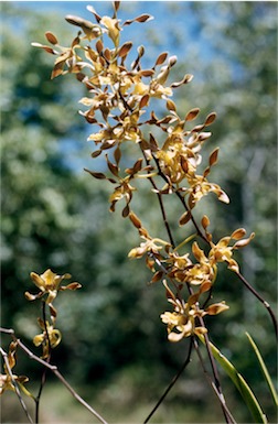 APII jpeg image of Dendrobium trilamellatum  © contact APII