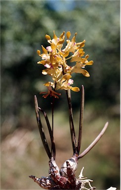 APII jpeg image of Dendrobium canaliculatum var. nigrescens  © contact APII