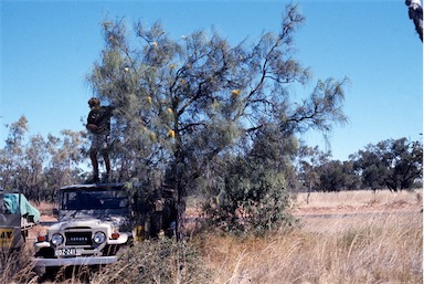 APII jpeg image of Hakea chordophylla  © contact APII