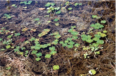 APII jpeg image of Marsilea mutica  © contact APII