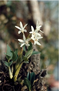 APII jpeg image of Dendrobium falcorostrum  © contact APII