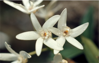 APII jpeg image of Dendrobium falcorostrum  © contact APII