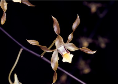 APII jpeg image of Dendrobium trilamellatum  © contact APII