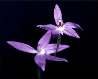 APII jpeg image of Glossodia major  © contact APII