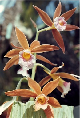 APII jpeg image of Phaius tancarvilleae  © contact APII