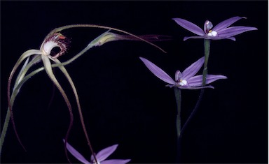 APII jpeg image of Arachnorchis longicauda subsp. borealis,<br/>Glossodia major  © contact APII