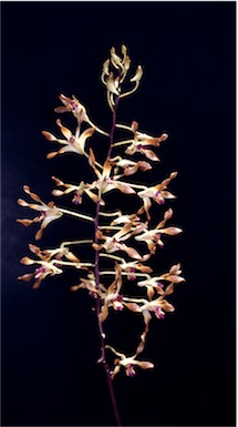 APII jpeg image of Dendrobium canaliculatum  © contact APII